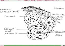 This is an online quiz called bone histology bone cross section. Bone Histology Flashcards Quizlet
