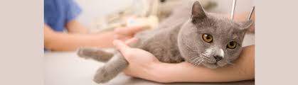 I have always had my dog's nails clipped there because she needs them trimmed often and they are usually able to see her fairly quickly. Veterinarian And Animal Hospital In Pacifica Ca Allcare Veterinary Hospital Of Pacificaallcare Veterinary Hospital Of Pacifica