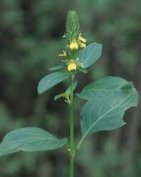 Image result for Justicia flava