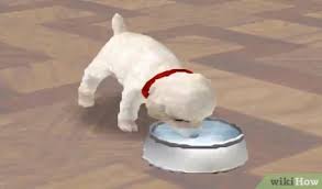 Check spelling or type a new query. How To Make Your Nintendogs Love You 8 Steps With Pictures