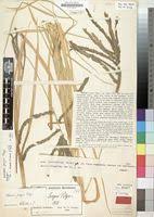 Image result for Eleusine kigeziensis
