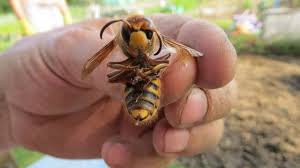 Some species can reach up to 5.5 cm (2.2 in) in length. The Hornet Gentle Giant Or Evil Monster Penny Post
