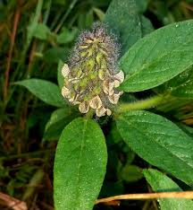 Image result for Crotalaria anthyllopsis