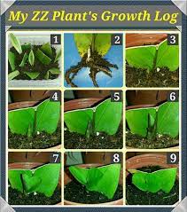 Check spelling or type a new query. Growth Log Of My Zz Plant Leaf Propagation