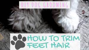 Diy Dog Grooming How To Trim Nose Bridge Hair Youtube Diy Dog Stuff Foot Hair Dog Grooming Diy