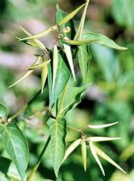 Image result for Vincetoxicum monticola