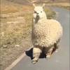 Camel as a spirit, totem, & power animal. Https Encrypted Tbn0 Gstatic Com Images Q Tbn And9gcray V5x44rqhsll0283w1guoludolxk4jtykqfqg1oty0 Vtf4 Usqp Cau