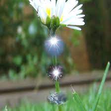 Flower Essence By Sarah Russell Flower Essences Flowers Art Inspiration