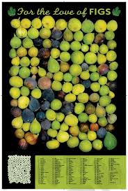 126 Variedades De Figos 126 Varieties Of Figs Em Fruitslovers Com Figos Frutas Horta Caseira