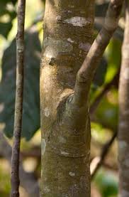 Image result for Aporrhiza paniculata