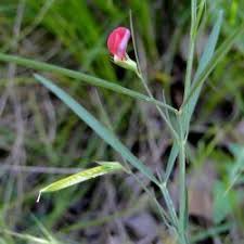 Image result for Indigofera monantha