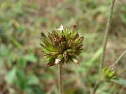 Image result for Elephantopus mollis