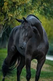 Voronoj Horses Animals Beautiful Pretty Horses