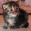 Check spelling or type a new query. Cublak Cublak Suweng Adalah Lagu Yang Menggunakan Tangga Nada Pentatonis Jenis Semoga Di Jawab Brainly Co Id