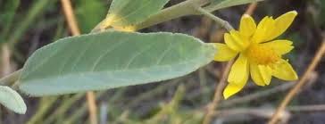 Image result for Grewia flava