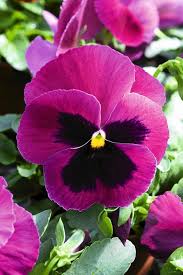 Pin On Gardening Outdoors
