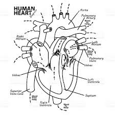 Vector Illustration Of Human Heart Diagram Anatomy Tattoo Heart Coloring Pages Heart Diagram Human Heart Diagram