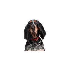 Free dog classifieds pawbe is here to help you find the perfect puppy for you and your family breeders and puppy owners can list their cute puppies here. Bluetick Coonhound Puppies Petland Dallas Tx