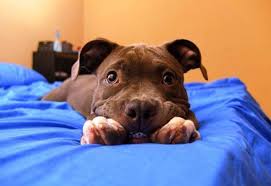 Why Are There So Many Pit Bulls In Shelters Cute Animals I Love Dogs Animals