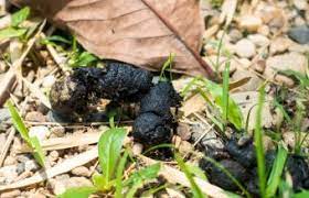 Blood And Mucus In Dog Stool Lovetoknow