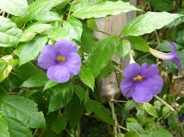 Image result for Thunbergia battiscombei