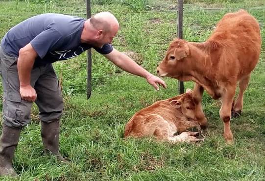 Limousin: llegó la hora del primer remate televisado para la raza en la Argentina AGA - Asociación de Ganaderos y Agricultores de Bahía Blanca