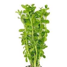 Image result for Bacopa monnieri