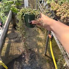 Image result for Ceropegia gracilior