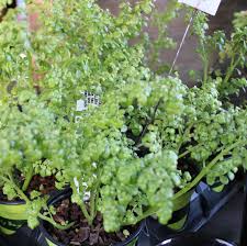 Image result for Pilea microphylla