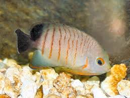 Eiblis Angelfish Centropyge Eibli Red Stripe Angelfish