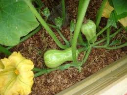 Check spelling or type a new query. Pin On Vege Garden
