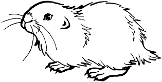 Malvorlagen meerschweinchen | coloring and malvorlagan / einige meerschweinchen mögen keinen staub, um sich zu reinigen, da der staub zu atemwegsproblemen. Baby Prairie Dog Drawing Novocom Top