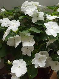 Valkoinen Ahkeraliisa White Gardens Floral Bloom