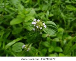 Image result for Spermacoce deserti