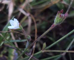 Image result for Hibiscus lobatus