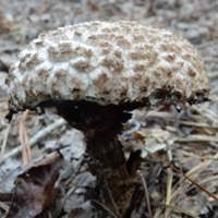 Image result for Strobilomyces strobilaceus