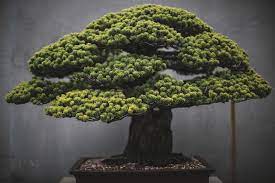 Join us for happy hour! Portraits Of Slow Growth Photographing The Trees Of The National Bonsai And Penjing Museum Arts