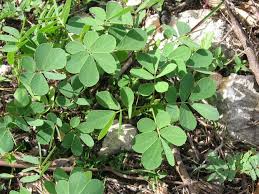 Image result for Senna obtusifolia