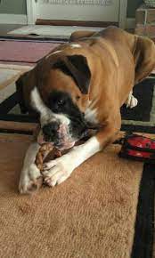 Boxer Dog Photo Gallery Postcard Neo Our Rescued Boxer Boxer Dogs Dog Photos Boxer