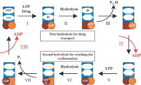 Image result for P-Glycoprotein