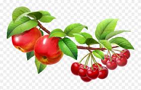 Orange, tree, fruit, apple, fruit tree orange, fruit tree apple, png fruit tree, illustration of a tree, apple tree illustration on white background, apple tree with fruits, yablun'ka, it is required to give attribution , if you use this image on your website: Fruit In A Tree Clipart Png Download 5698340 Pinclipart