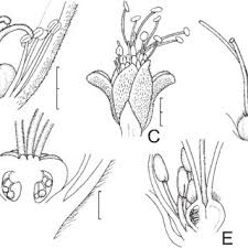 Image result for Aizoon virgatum