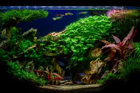 First aquarium, first aquascape in a fluval spec v! Maniscalco Aquascape Fluval V Spec Questions The Planted Tank Forum