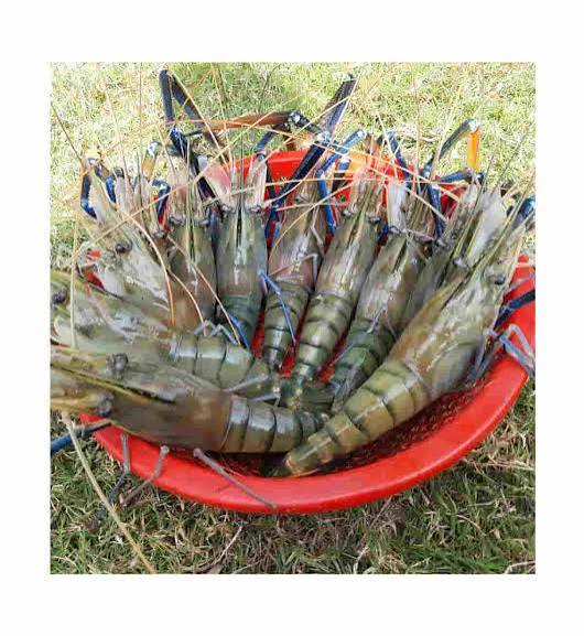 গলদা চিংড়ি 25 PCS 1 KG