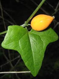 Image result for Kedrostis africana