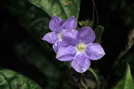 Image result for Asystasia vogeliana