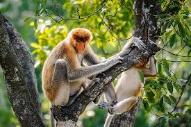 Satwa ini hidup endemik di tannan nasional gunung palung dan. The Proboscis Monkey Nasalis Larvatus Or Long Nosed Monkey Known As The Bekantan In Indonesia Is A Reddish Brown Arboreal Old World Monkey With An Unusually Large Nose It Is Endemic To The Southeast