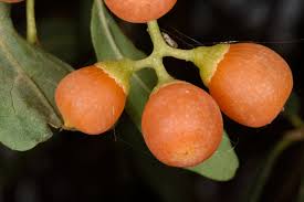Image result for Cordia sinensis