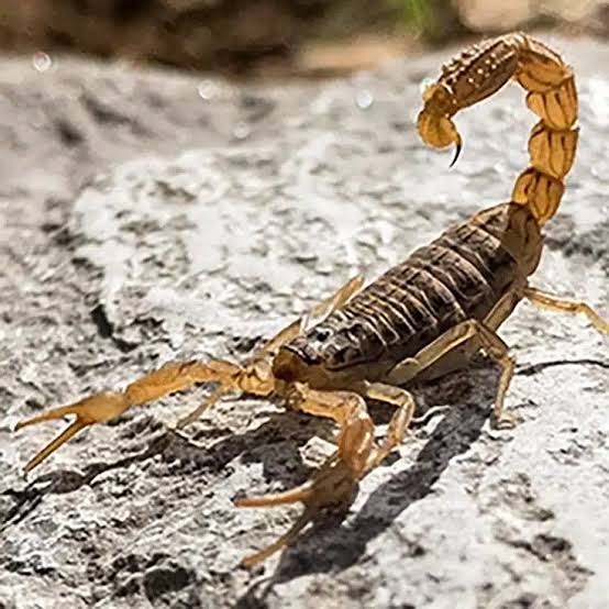 Scorpion Facts and Information - Scorpion Facts and Information