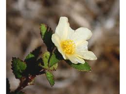 Image result for Sida rhombifolia